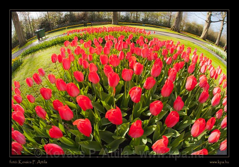 Keukenhof Hollandia 100.jpg